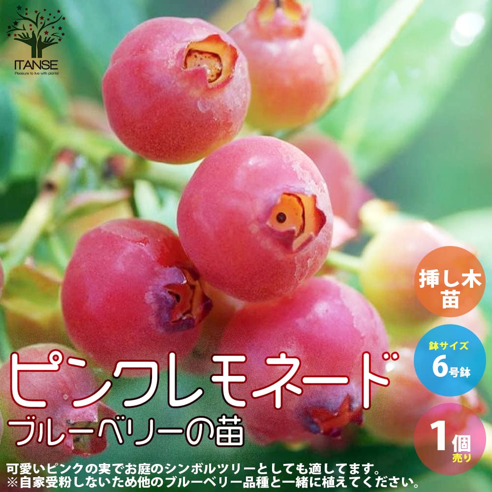 Amazon.co.jp: ITANSE ブルーベリー ピンクレモネード 6号